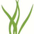 Air Plant Supply Co. logo