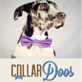 CollarDoos Logo