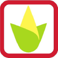Cornucopia Popcorn Logo