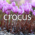 Crocus Logo