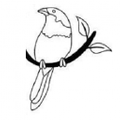 Finch & Folk Logo