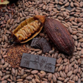 Forte Chocolates Logo
