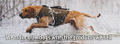 Gun Dog Supply Logo