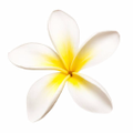 HawaiiActivities.com Logo