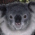 Koala Eco Australia Logo