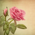 Land Of Roses logo