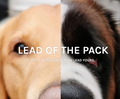 leadofthepack.co.uk Logo