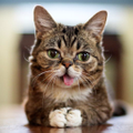 Lil BUB logo