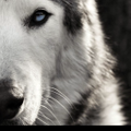 Loki the Wolfdog Logo