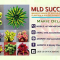 MLD SUCCULENTS Logo