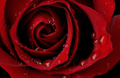 Red Rose Naturals Logo