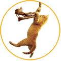 SAVE THE CAT! Logo