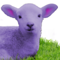 Purple Lamb Logo