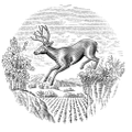 Stags' Leap Winery Logo