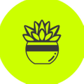 Succulent Studios Logo