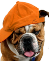 Uc Bulldog Store Logo