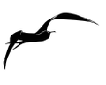 Warbird Fishing Gear Logo