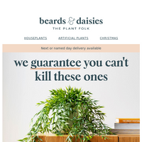 Beards & Daisies email thumbnail