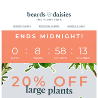 Beards & Daisies email thumbnail