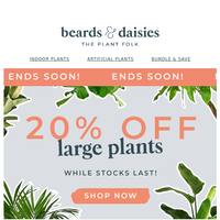 Beards & Daisies email thumbnail