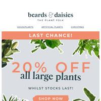 Beards & Daisies email thumbnail