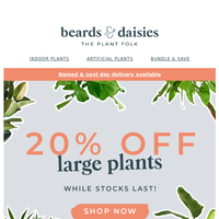 Beards & Daisies email thumbnail