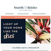 Beards & Daisies email thumbnail