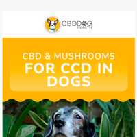 CBD Dog Health email thumbnail