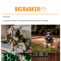 Big Barker email thumbnail