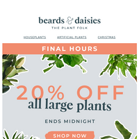 Beards & Daisies email thumbnail