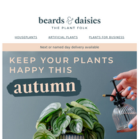 Beards & Daisies email thumbnail