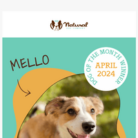 Natural Dog Company  email thumbnail