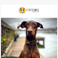 CBD Dog Health email thumbnail