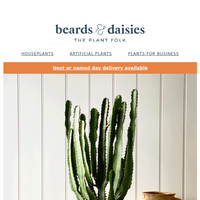 Beards & Daisies email thumbnail