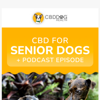 CBD Dog Health email thumbnail