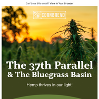 Cornbread Hemp email thumbnail