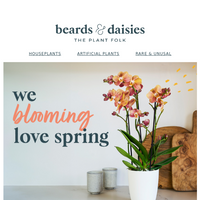 Beards & Daisies email thumbnail