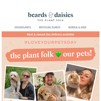 Beards & Daisies email thumbnail