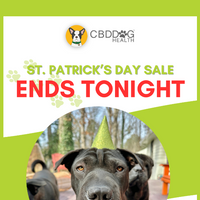 CBD Dog Health email thumbnail