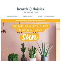 Beards & Daisies email thumbnail