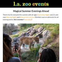 Lazoo email thumbnail