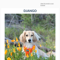 DJANGO email thumbnail