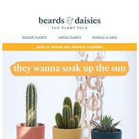 Beards & Daisies email thumbnail