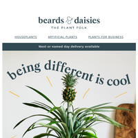 Beards & Daisies email thumbnail