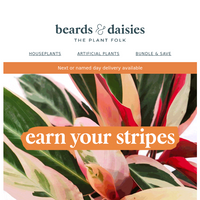 Beards & Daisies email thumbnail