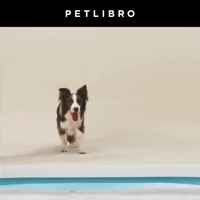 Petlibro email thumbnail