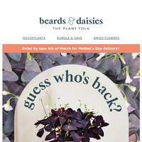 Beards & Daisies email thumbnail